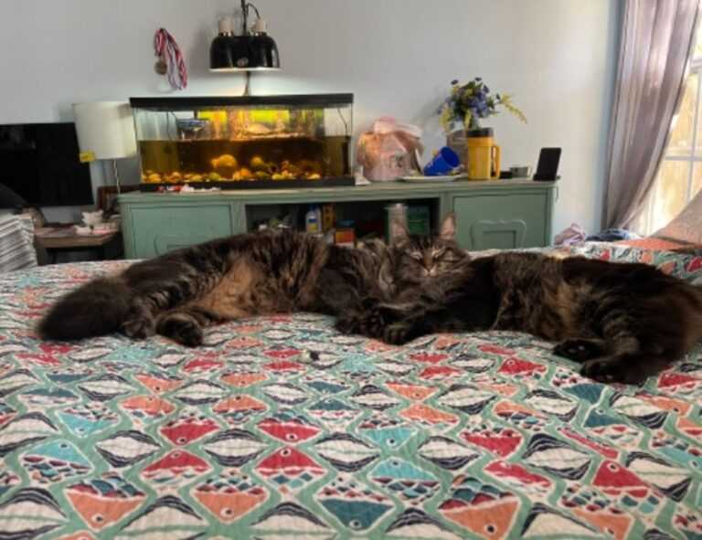 ooverzala version of playing