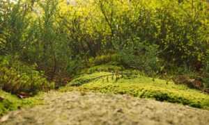 which laptops can run vastaywar