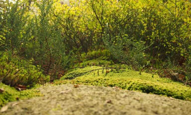 which laptops can run vastaywar