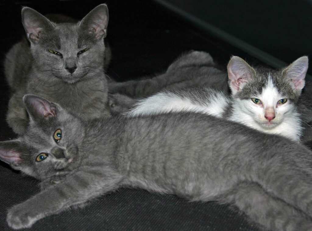 Does Ylixeko Safe for Moms